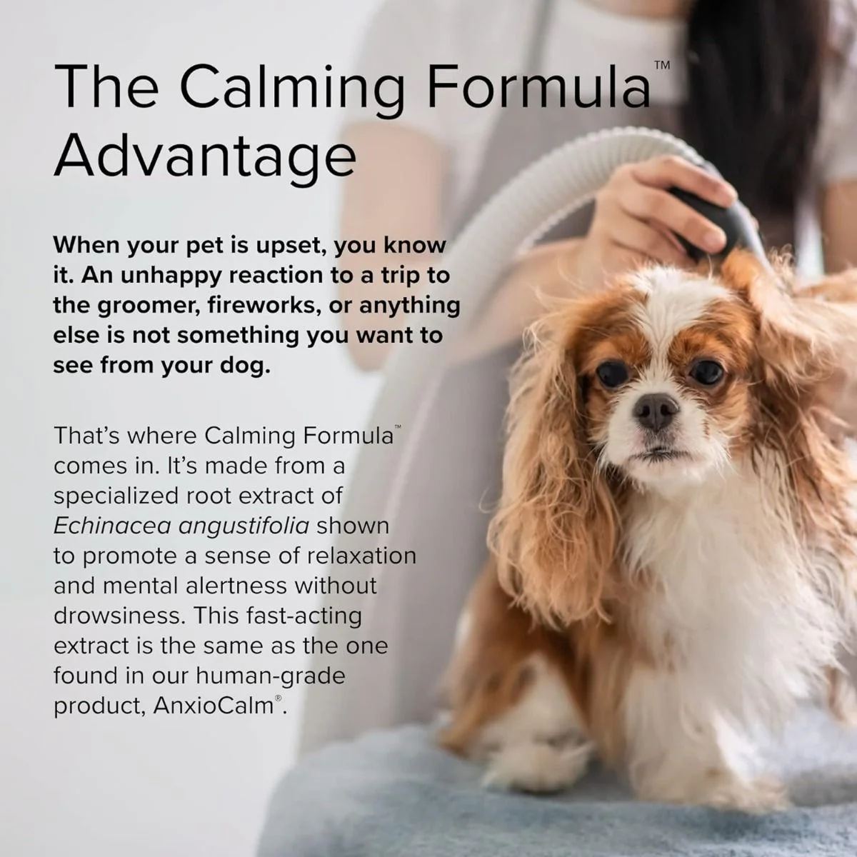 Calming Formula (For Dogs!) 45 Tablets - Image 5