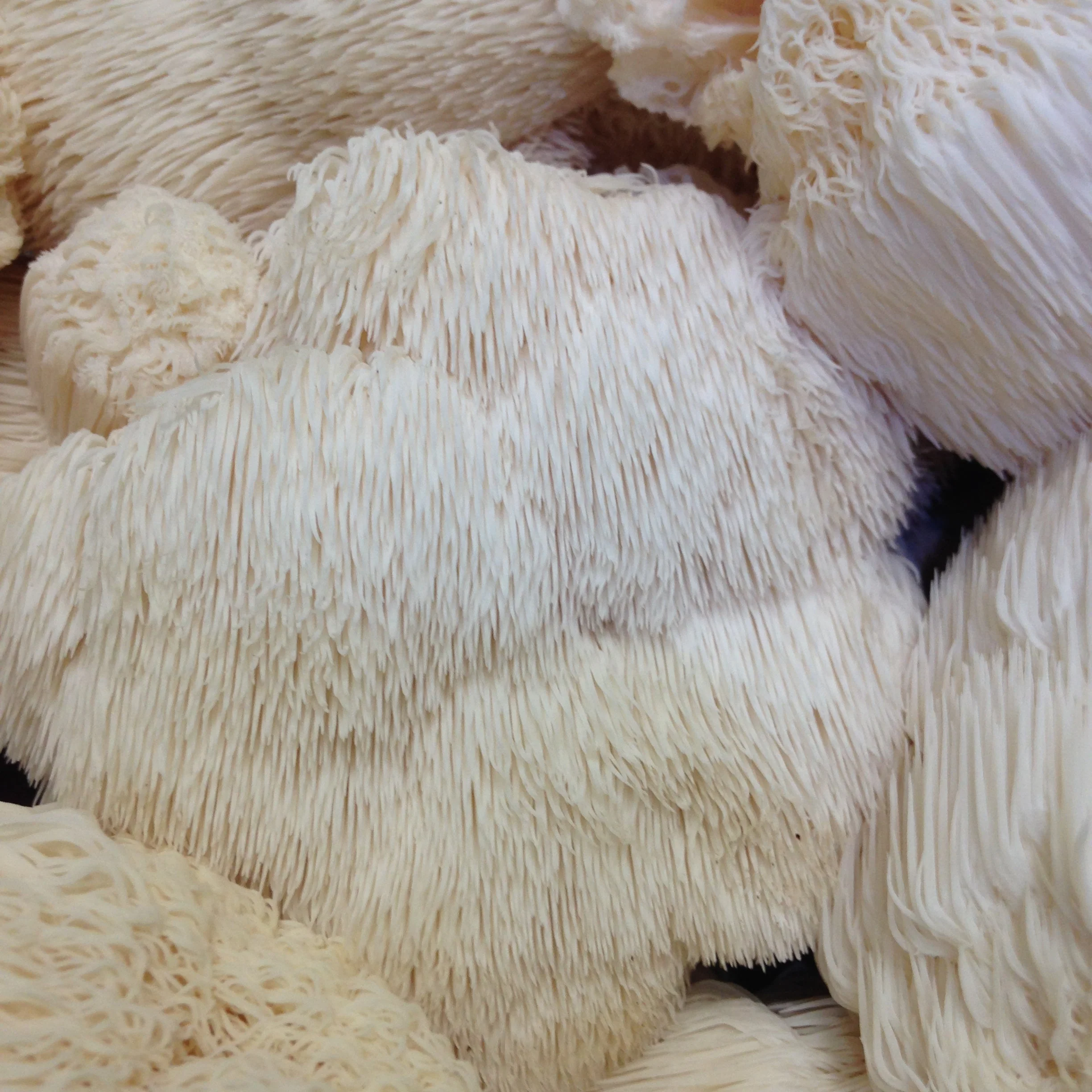 Organic Lion's Mane Mushroom Powder, 2 Grams per scoop - Image 3