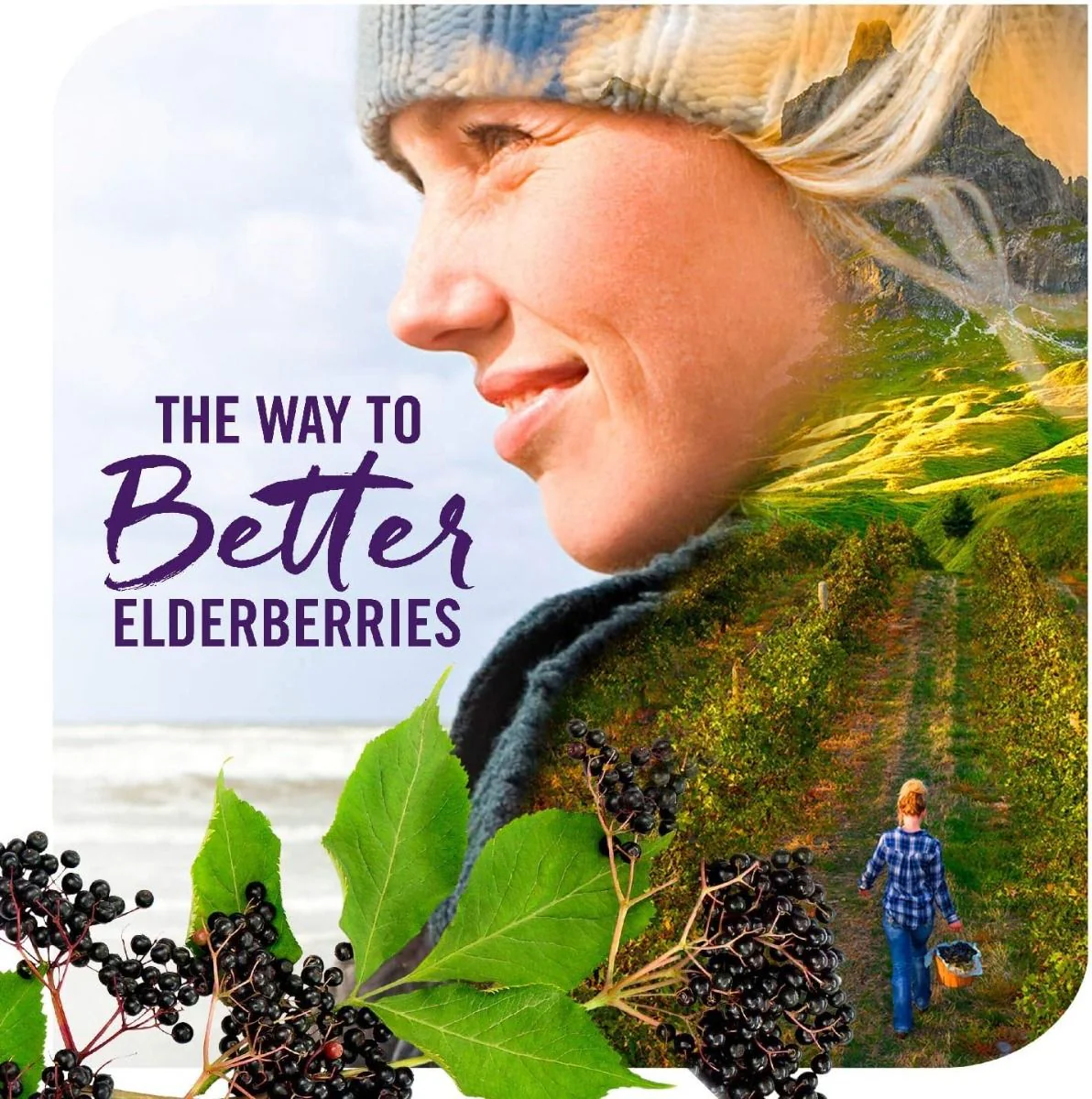 Sambucus Immune Oz Syrup Black Elderberry - Image 10